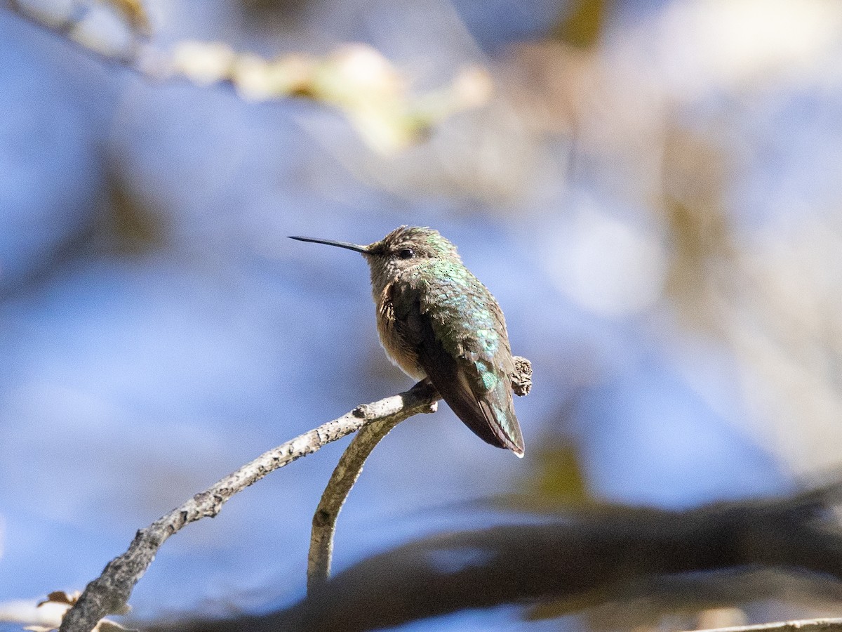 Calliope Hummingbird - ML658979233