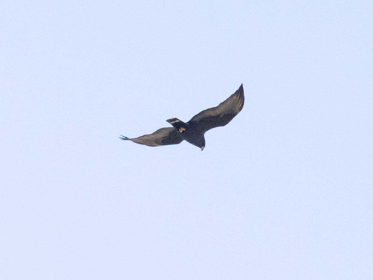 Zone-tailed Hawk - ML658979236