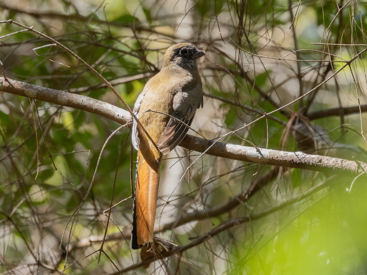 Mountain Trogon - ML658979246