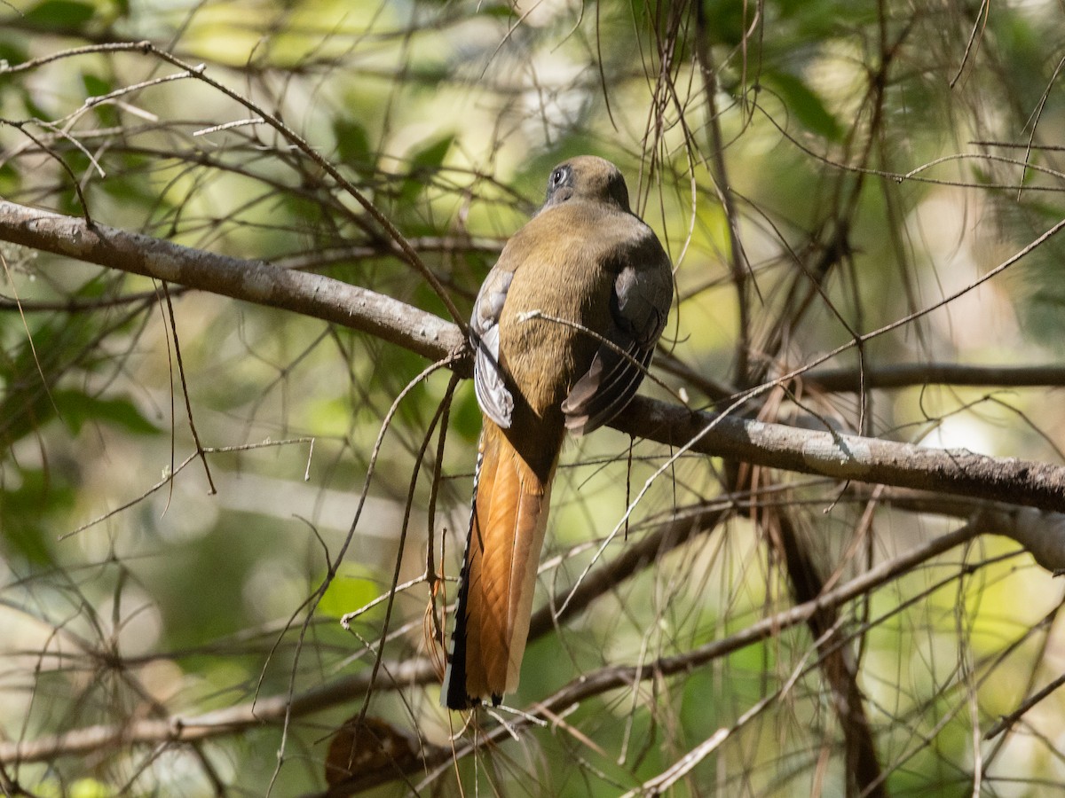 Mountain Trogon - ML658979247