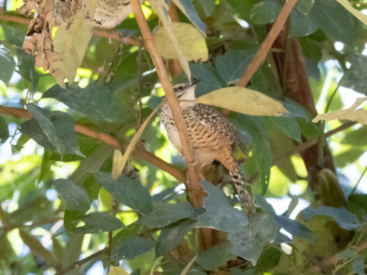 Spotted Wren - ML658979275