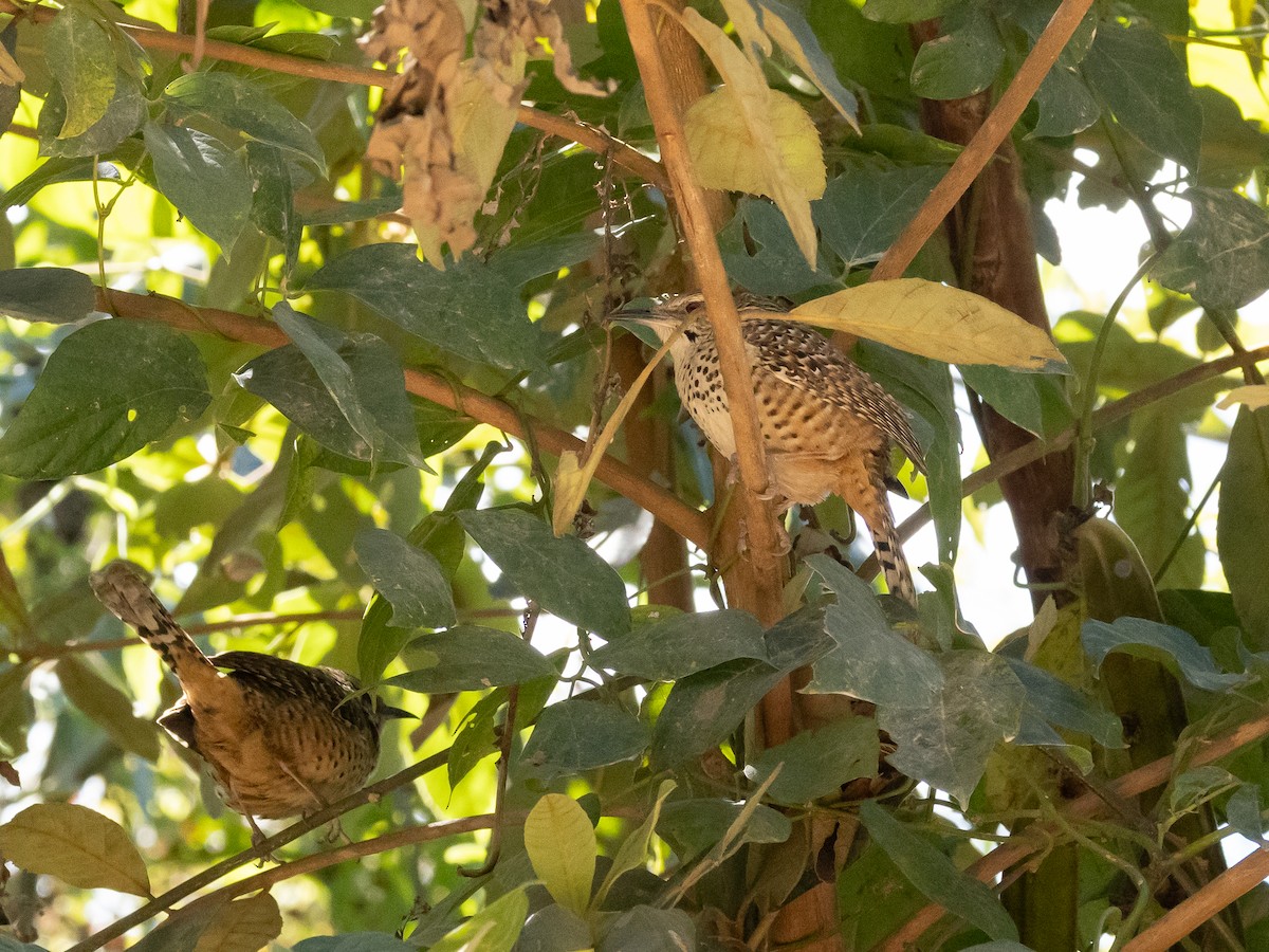 Spotted Wren - ML658979276