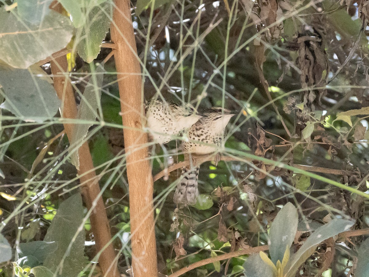 Spotted Wren - ML658979277