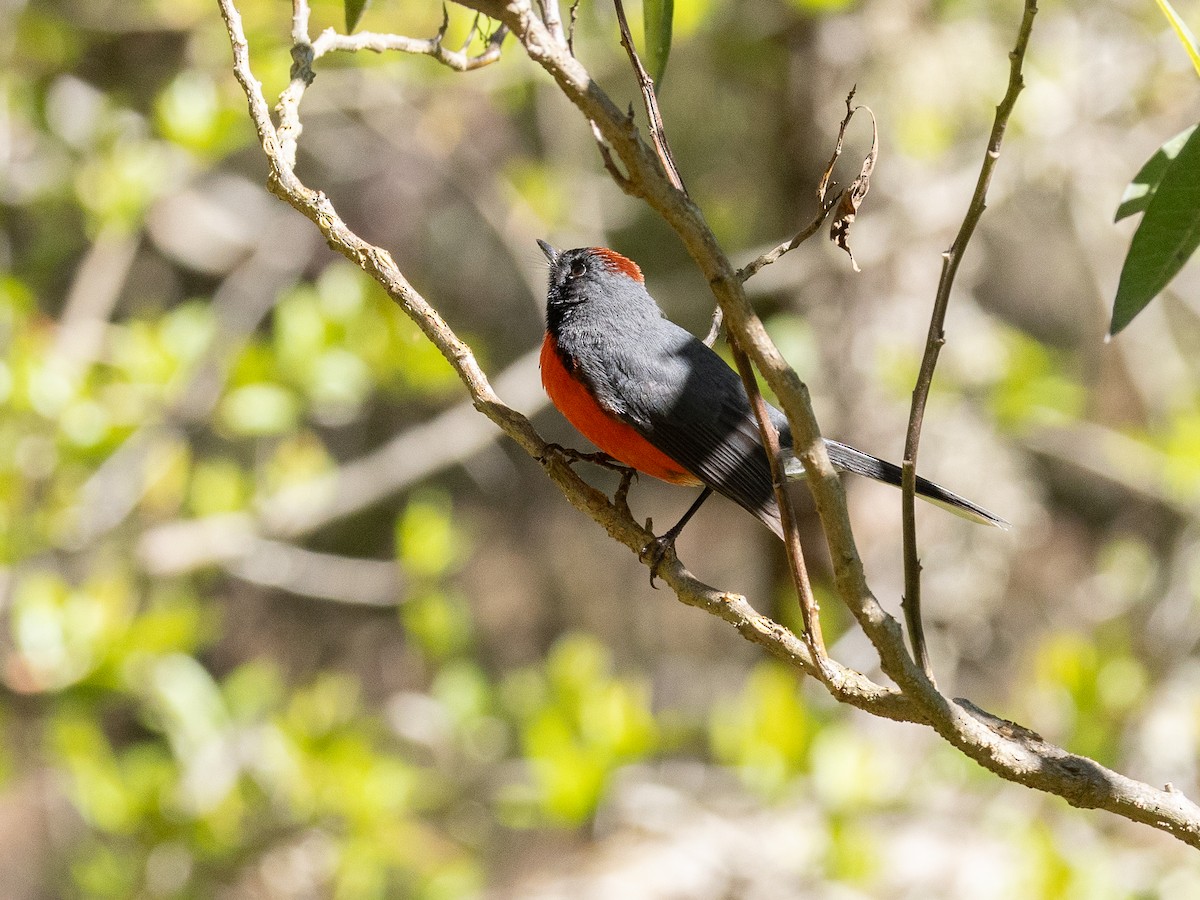 Slate-throated Redstart - ML658979290