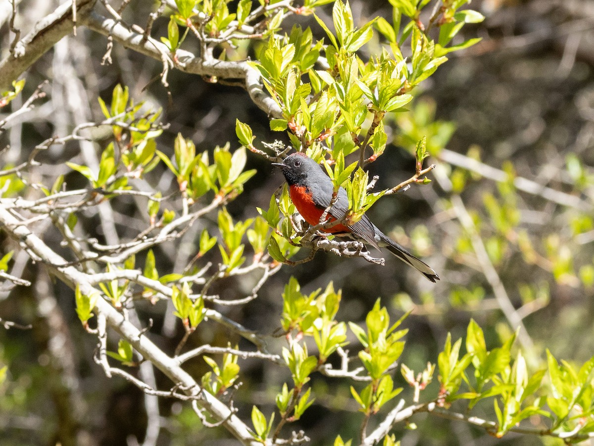 Slate-throated Redstart - ML658979291