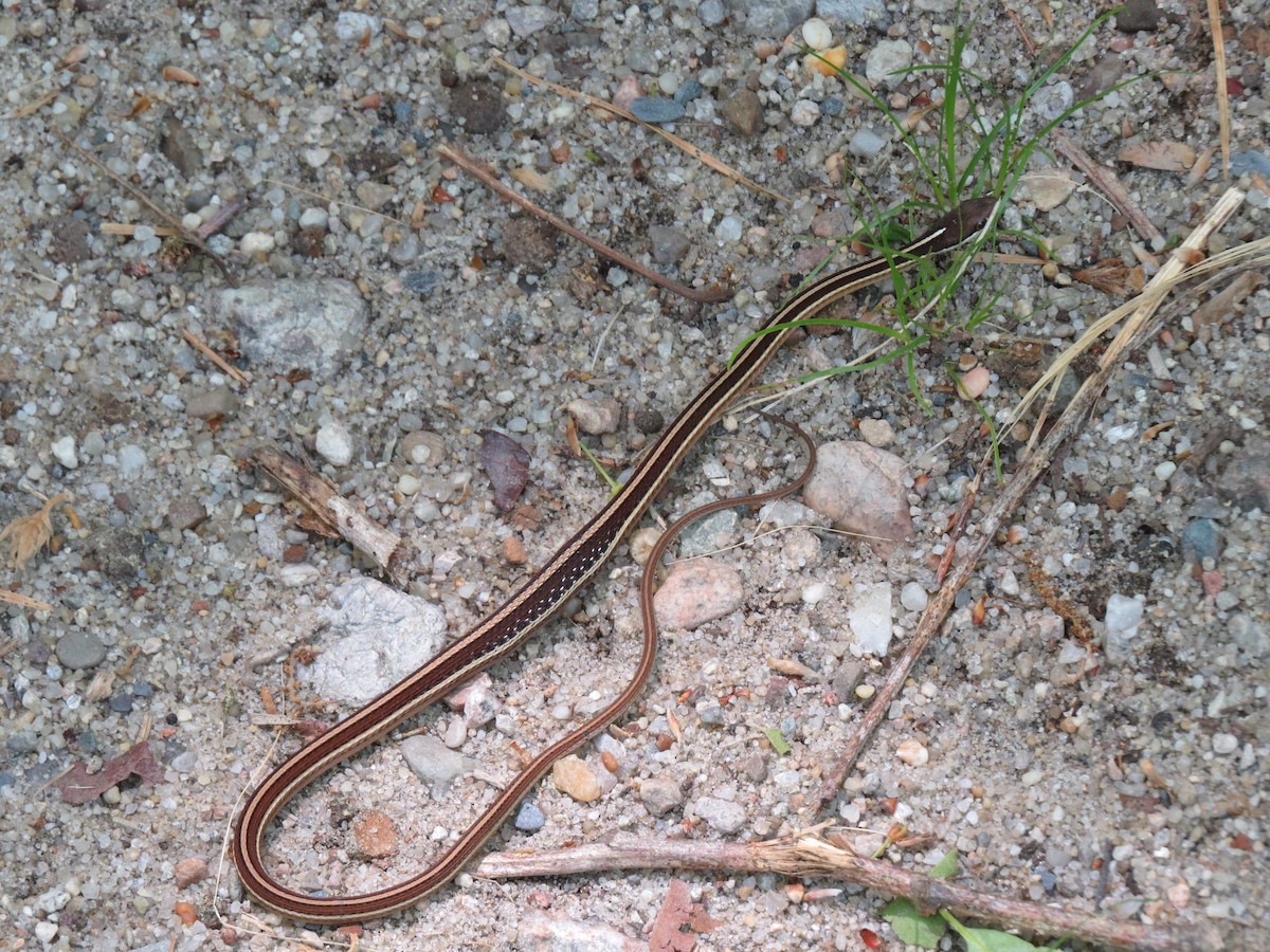 Eastern Ribbon Snake - ML658980262