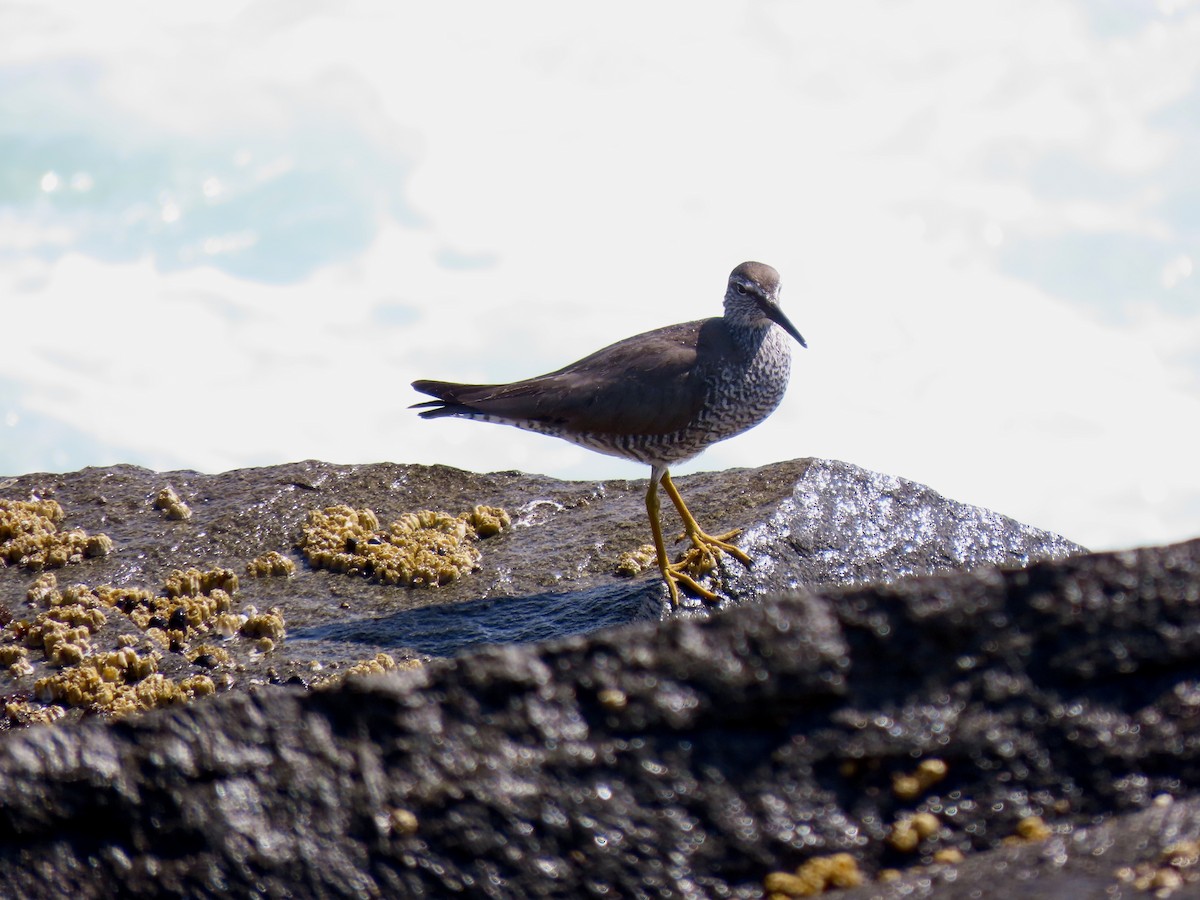 Wandering Tattler - ML658980711