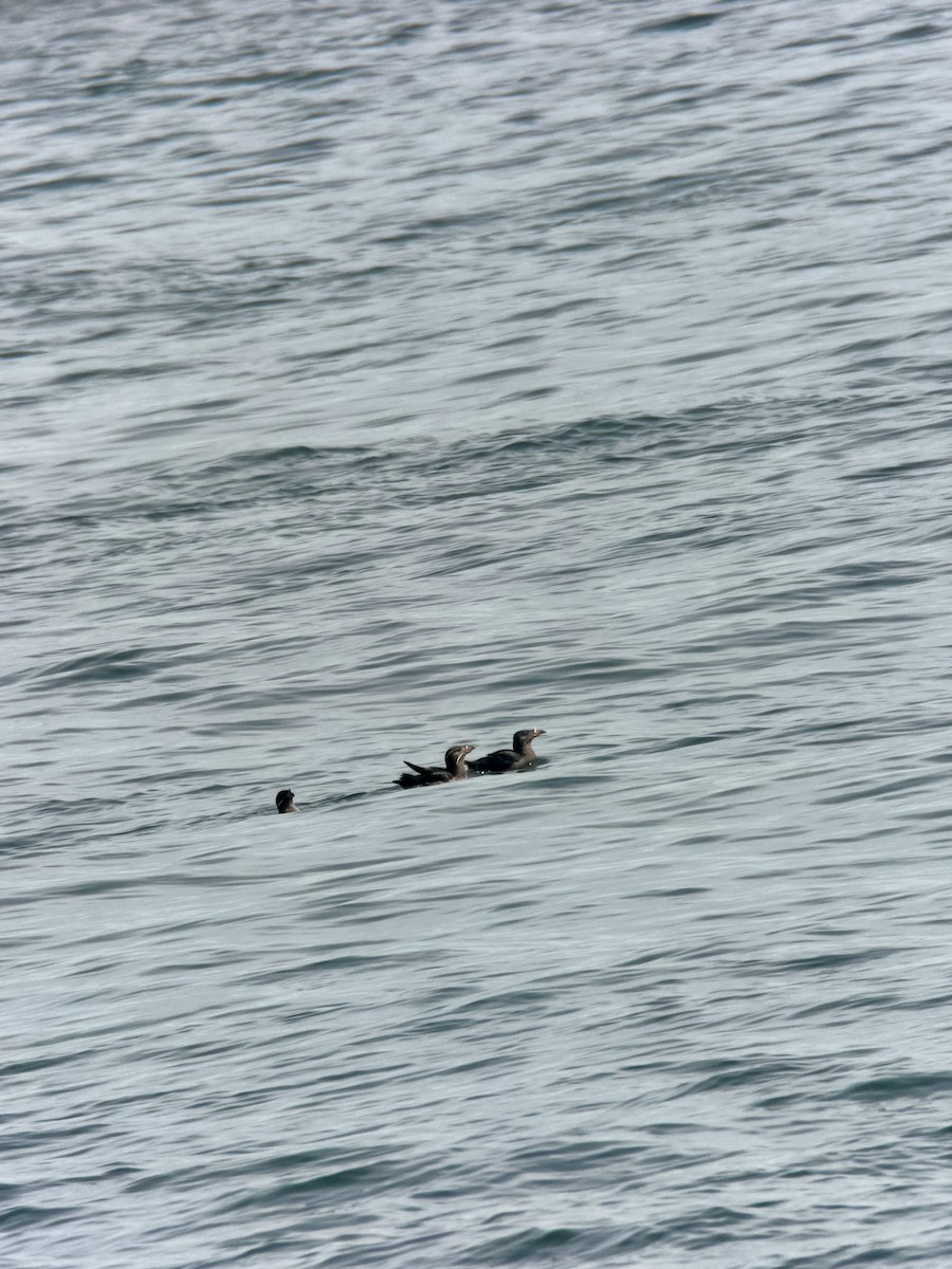 Rhinoceros Auklet - ML658980718
