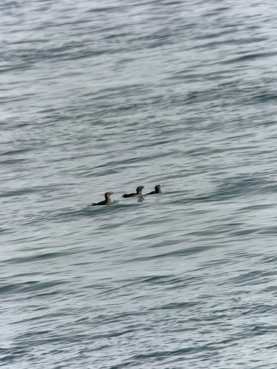 Rhinoceros Auklet - ML658980719