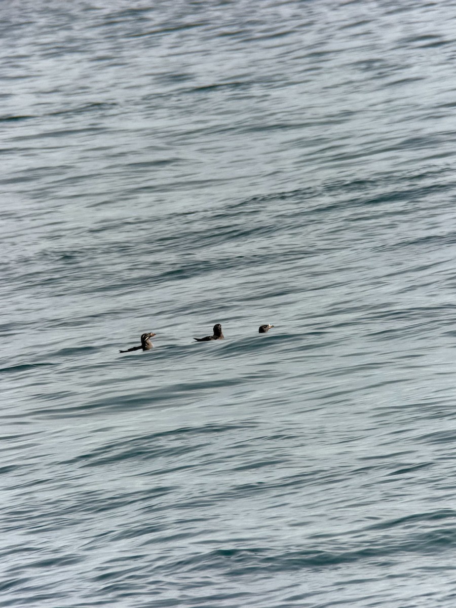 Rhinoceros Auklet - ML658980720