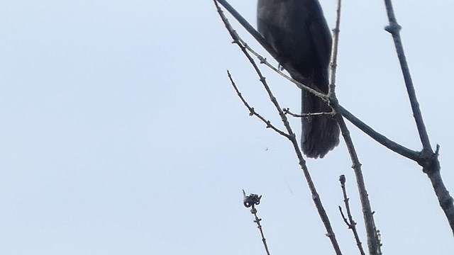 Katzenspottdrossel - ML658980781