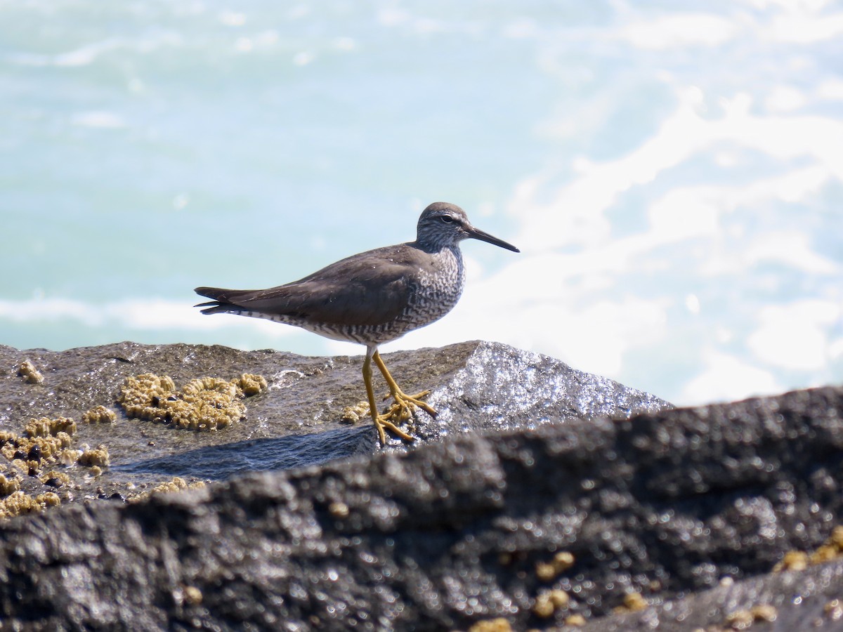 Wandering Tattler - ML658980866