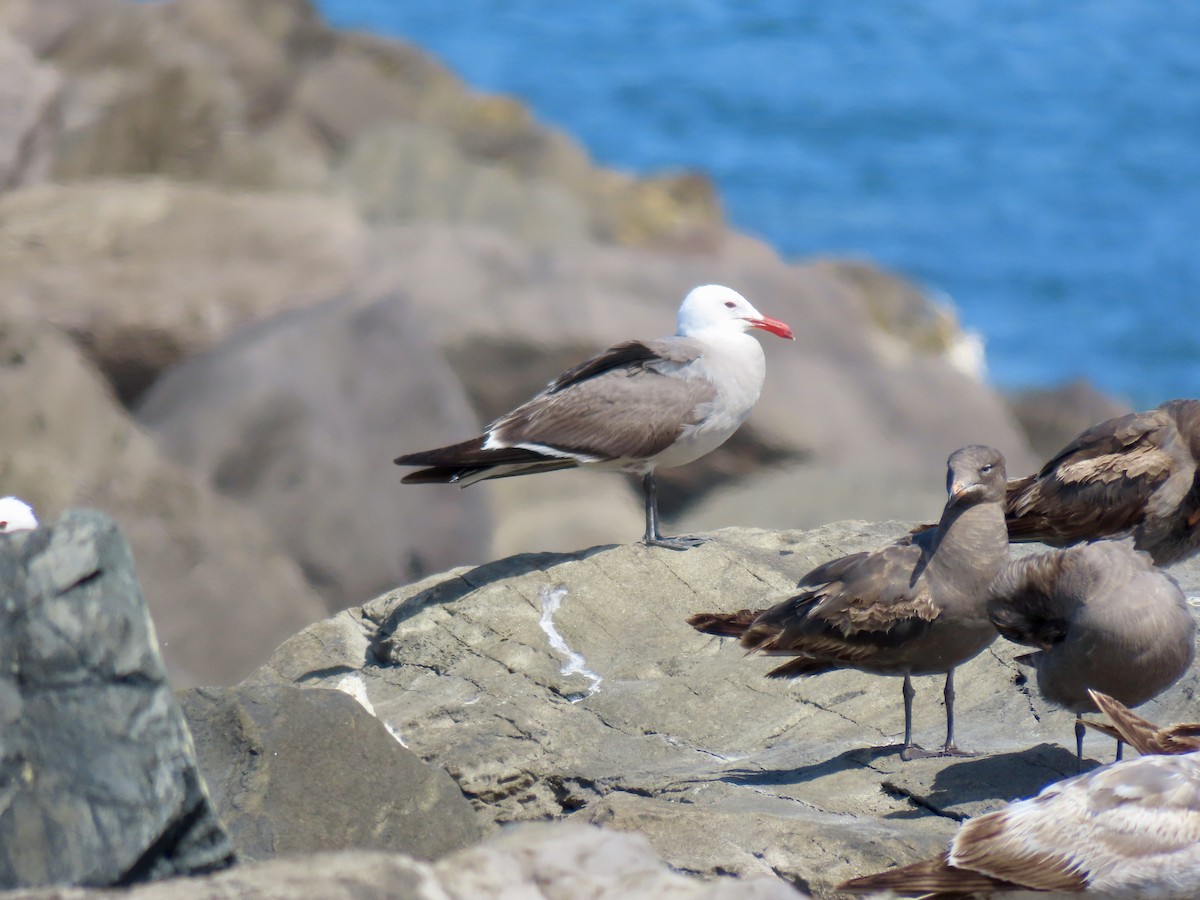 Heermann's Gull - ML658980887