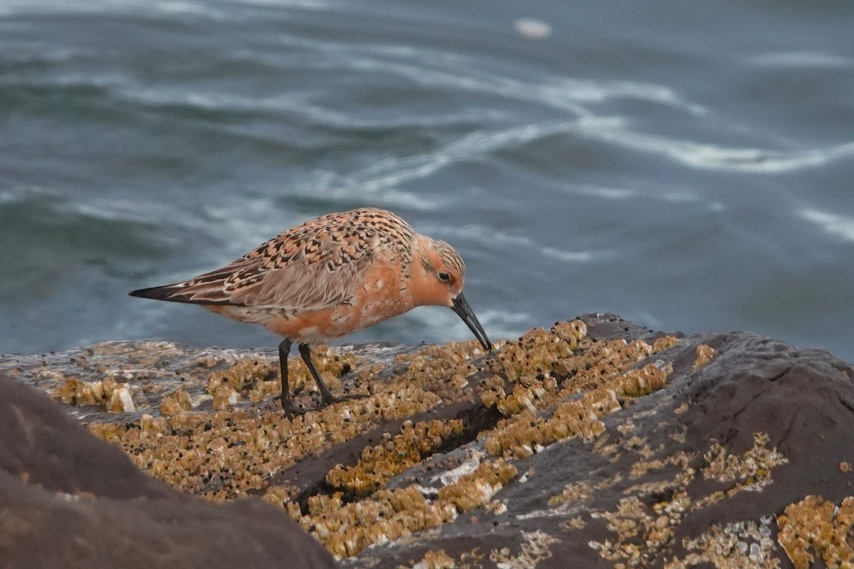 Red Knot - ML658981113