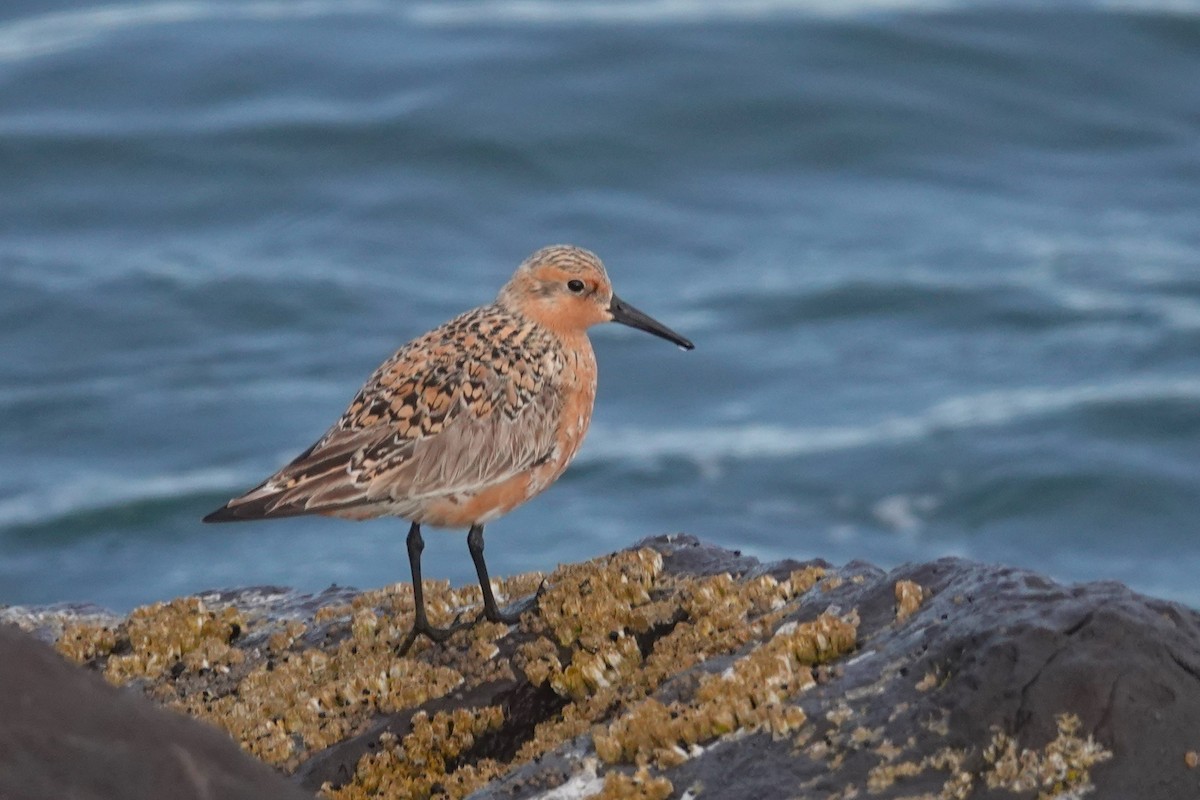 Red Knot - ML658981114