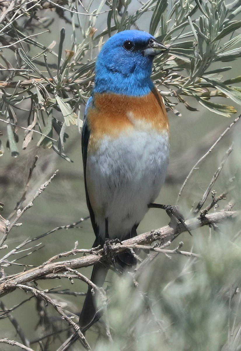 Lazuli Bunting - ML658981453