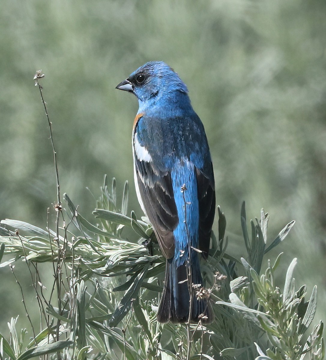 Lazuli Bunting - ML658981567