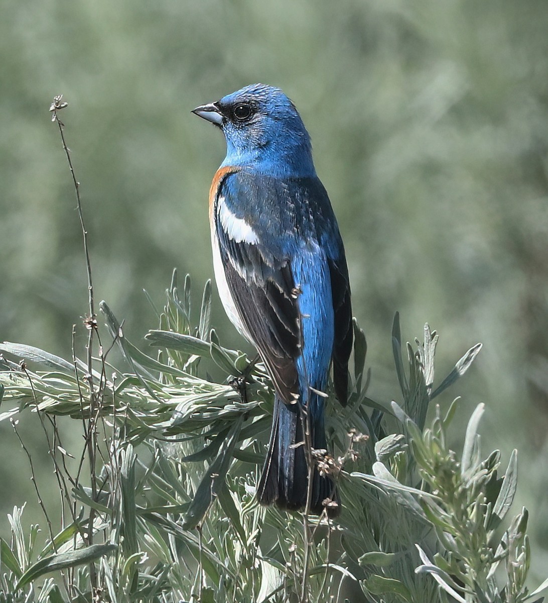 Lazuli Bunting - ML658981636