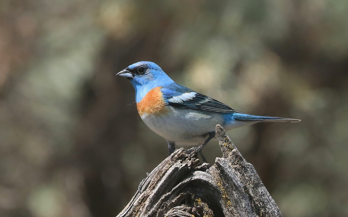Lazuli Bunting - ML658981796