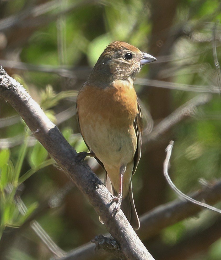 Lazuli Bunting - ML658981933