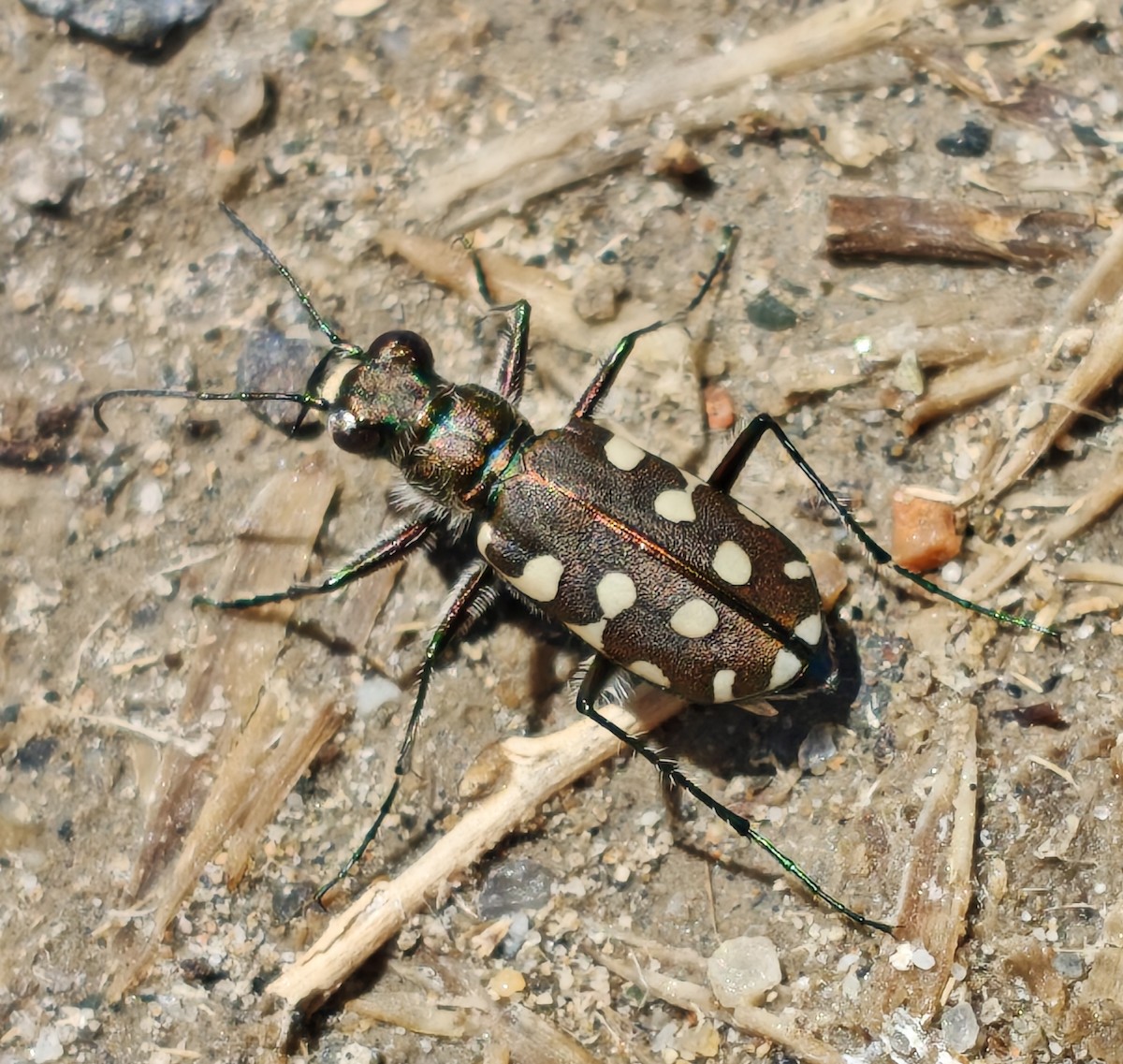 Littoral Tiger Beetle - ML658982013