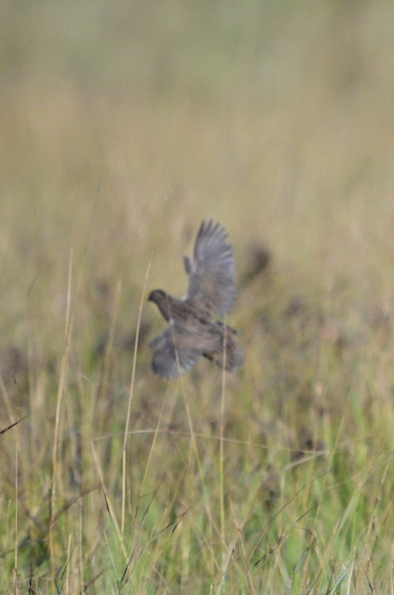 Brown Quail - ML658982313