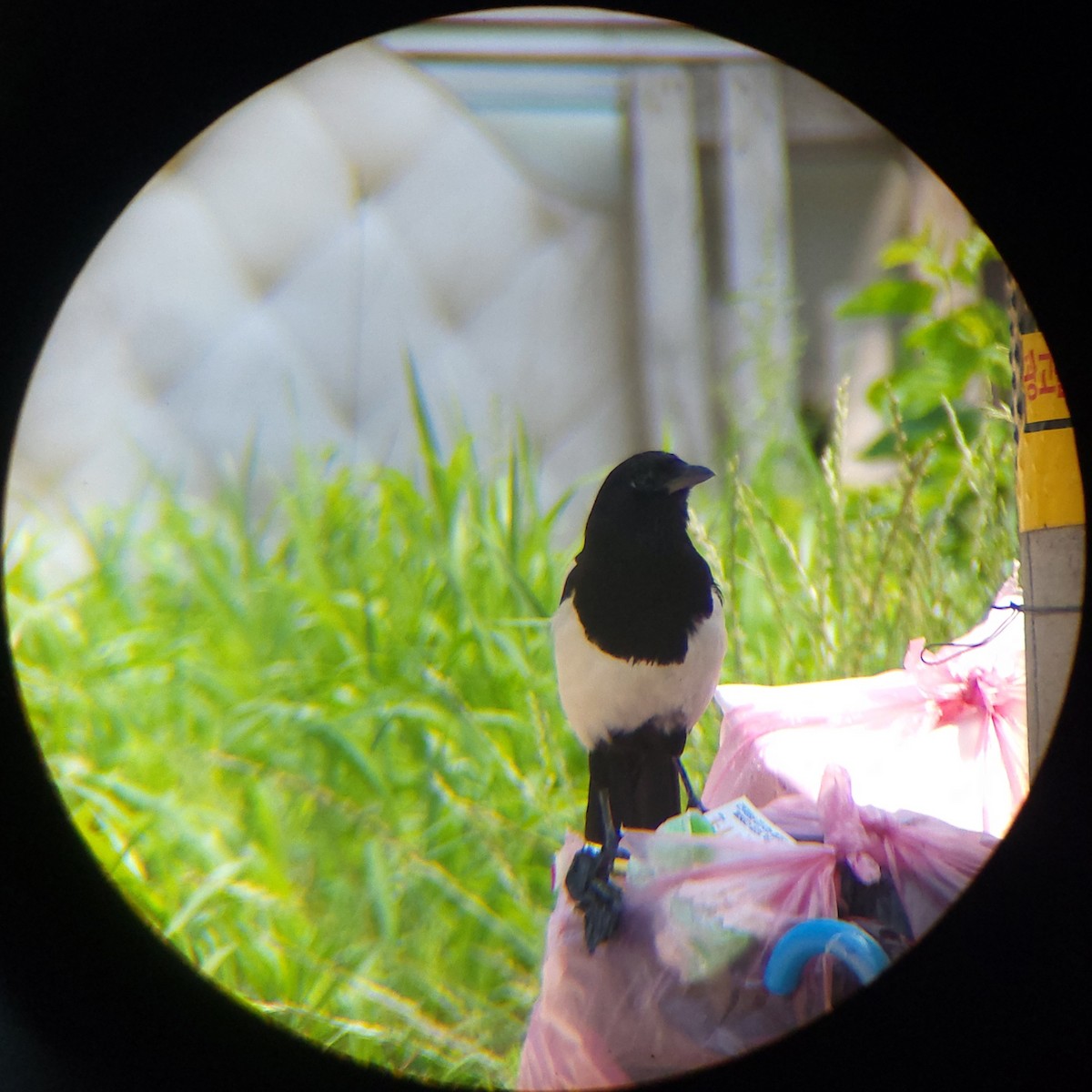 Pie orientale - ML658982356