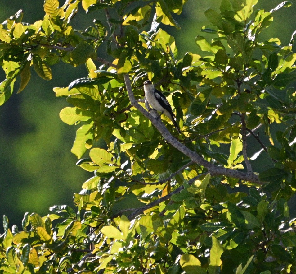 White-shouldered Triller - ML658982459