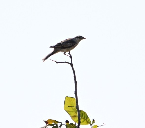 White-shouldered Triller - ML658982460