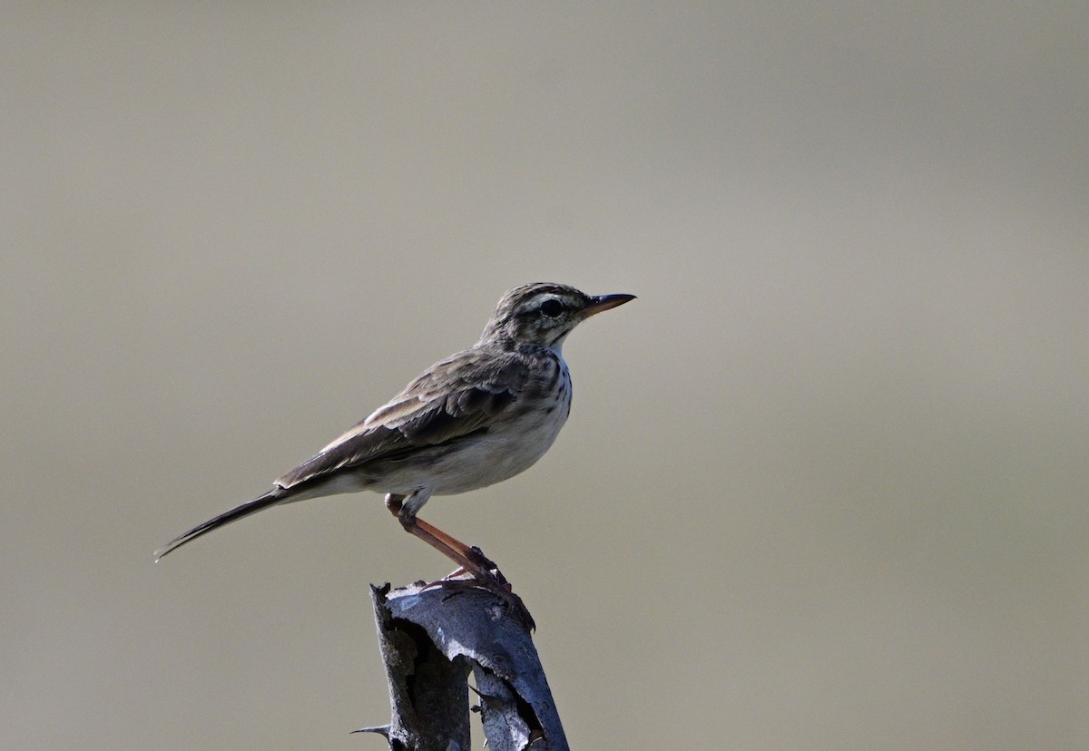 Paddyfield Pipit - ML658982655