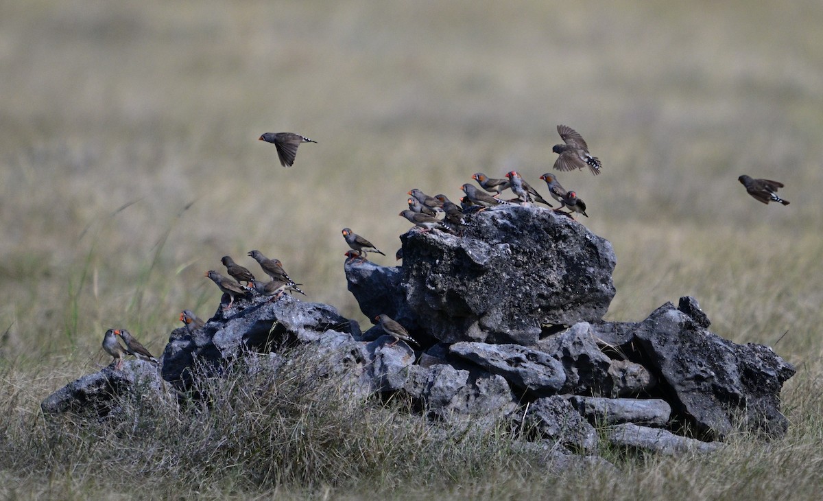 Zebra Finch (Lesser Sundas) - ML658982756