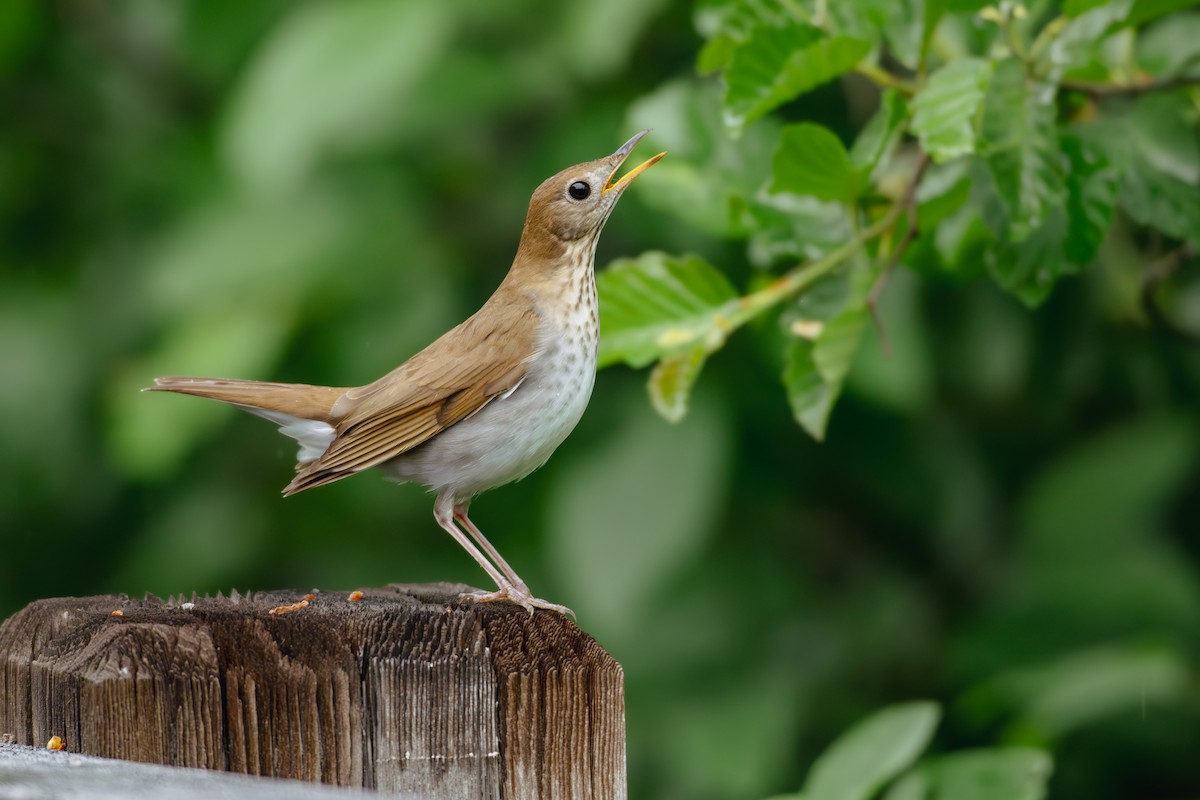 Veery - ML658982778
