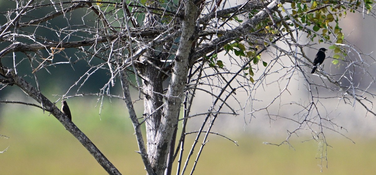 Pied Bushchat - ML658982809