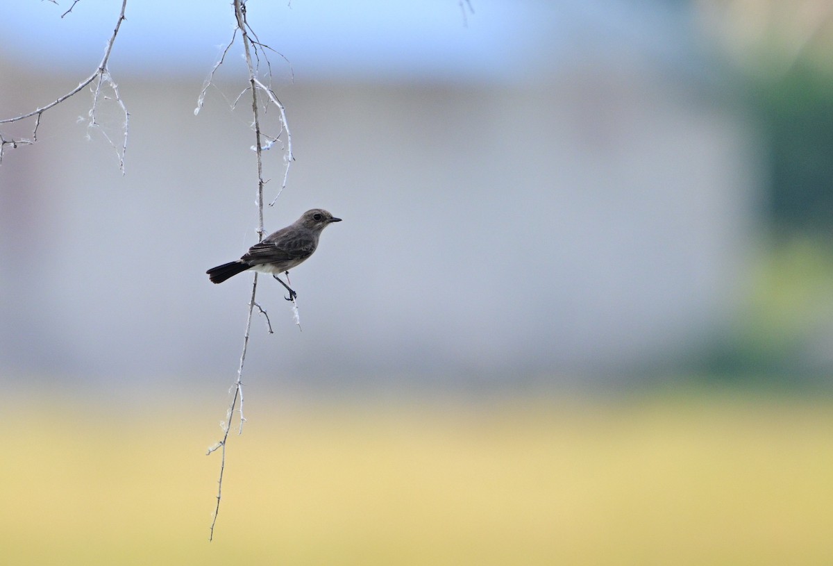 Pied Bushchat - ML658982815