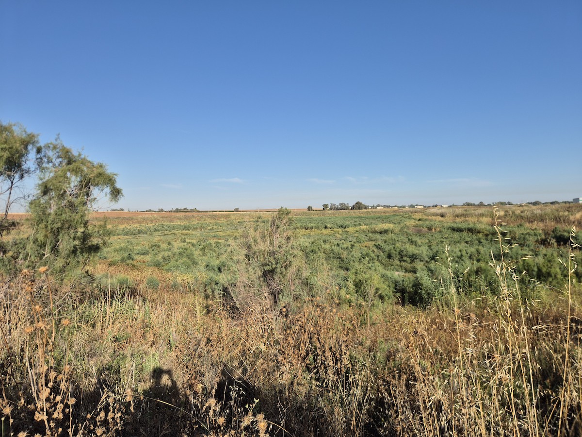 null - ML658983678
