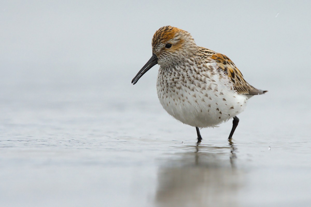 beringsnipe - ML658984170
