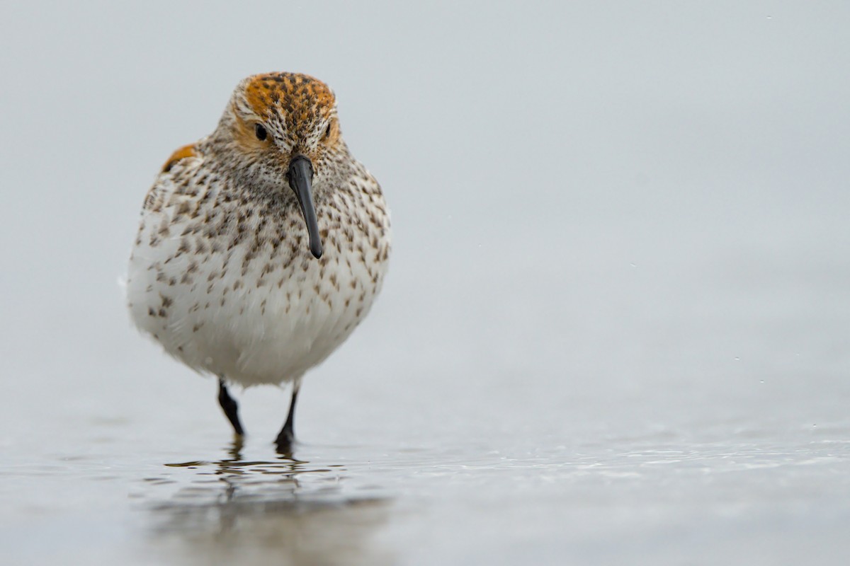 beringsnipe - ML658984171