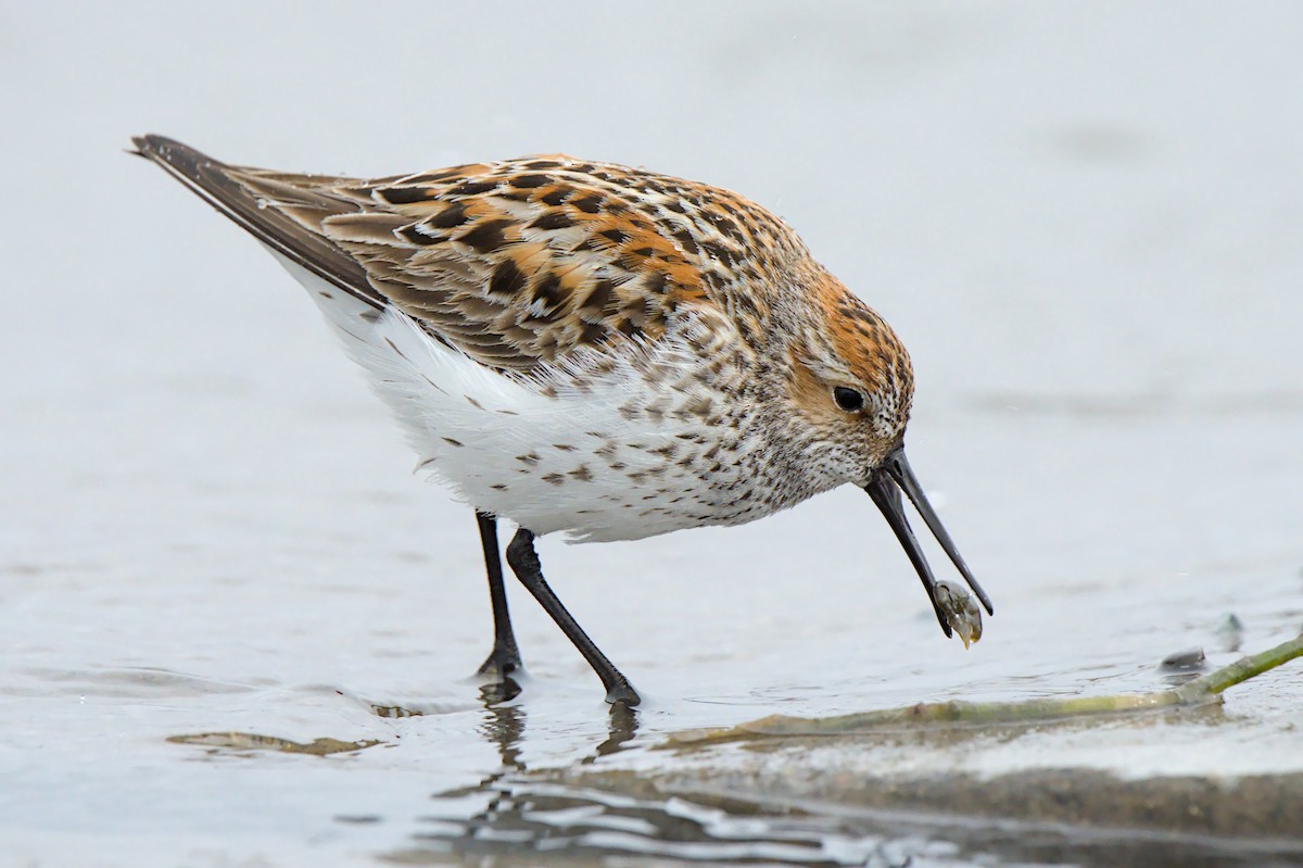 beringsnipe - ML658984172