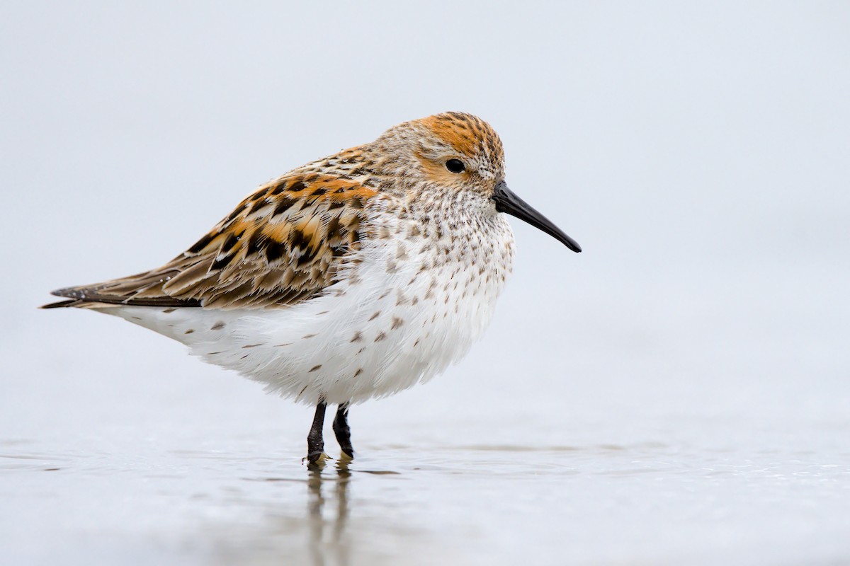 beringsnipe - ML658984173