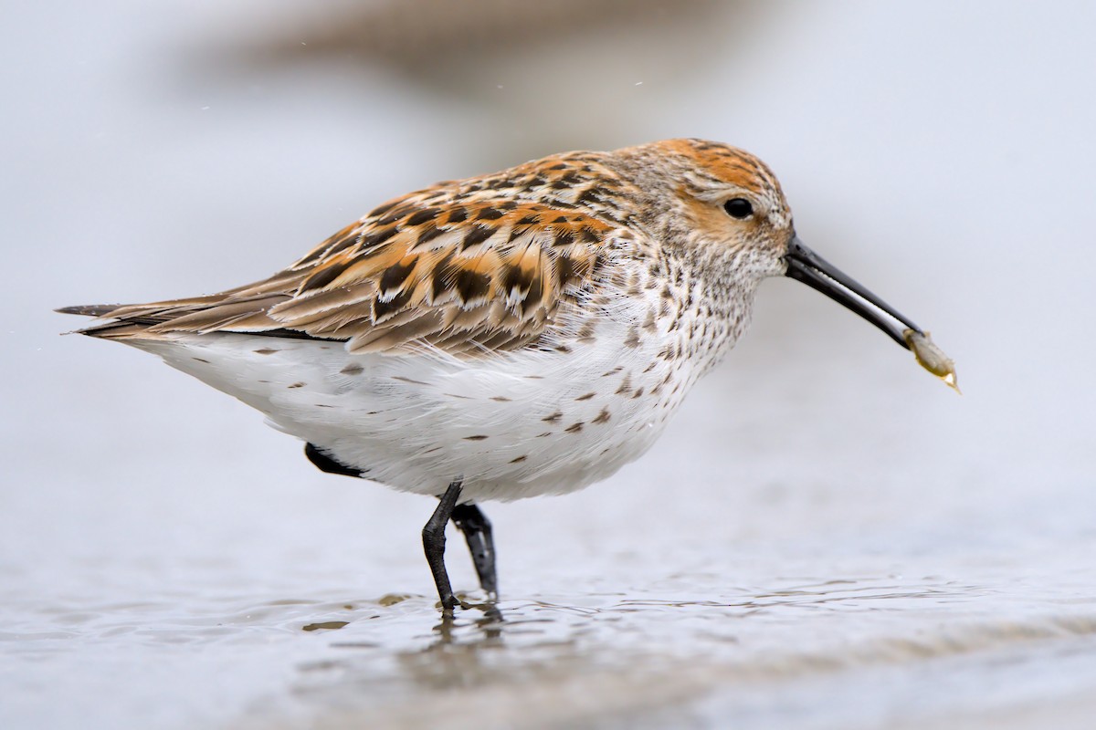 beringsnipe - ML658984174