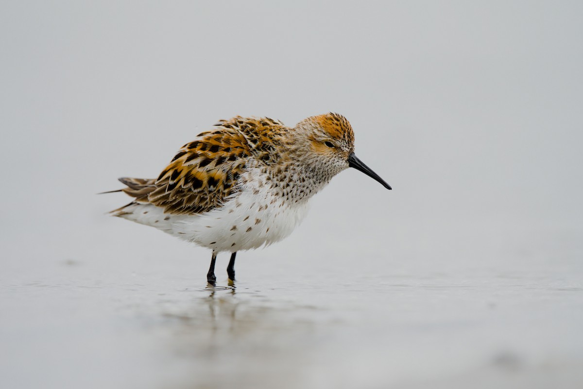 beringsnipe - ML658984175