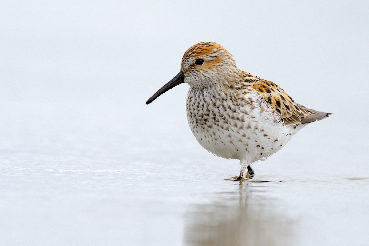 beringsnipe - ML658984176