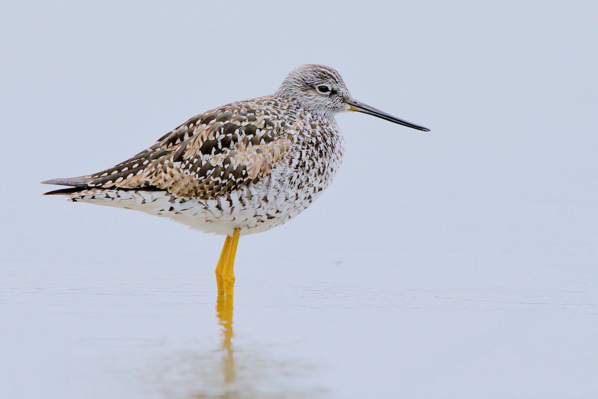plystresnipe - ML658984180
