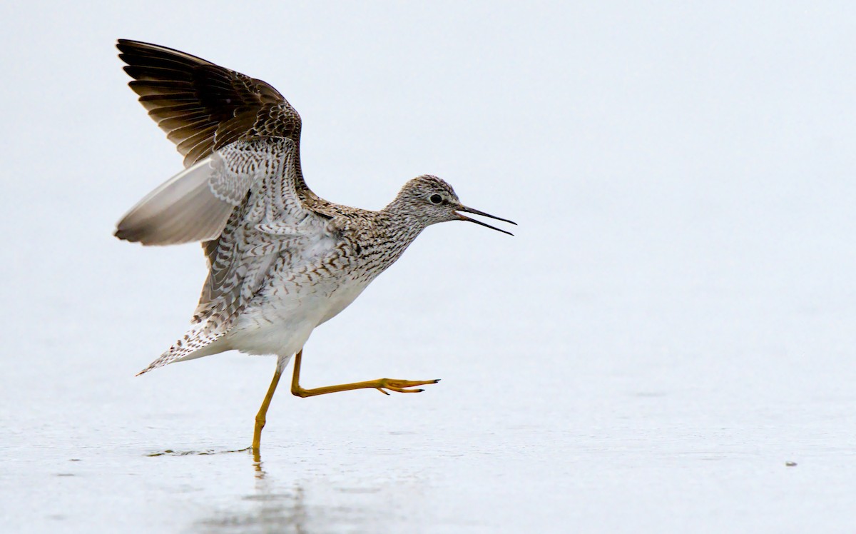 gulbeinsnipe - ML658984193