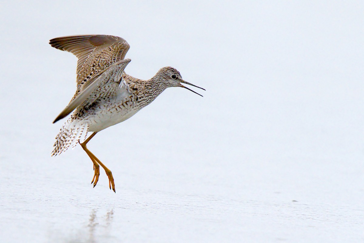 gulbeinsnipe - ML658984194