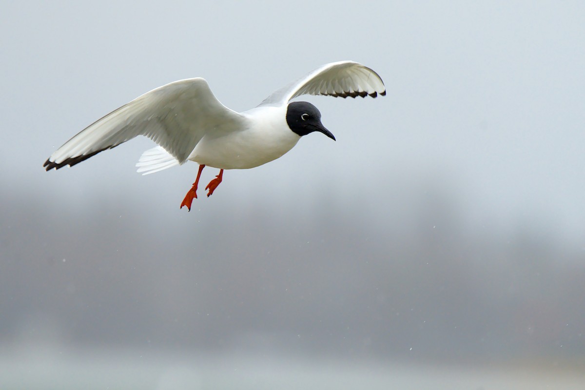 kanadahettemåke - ML658984205