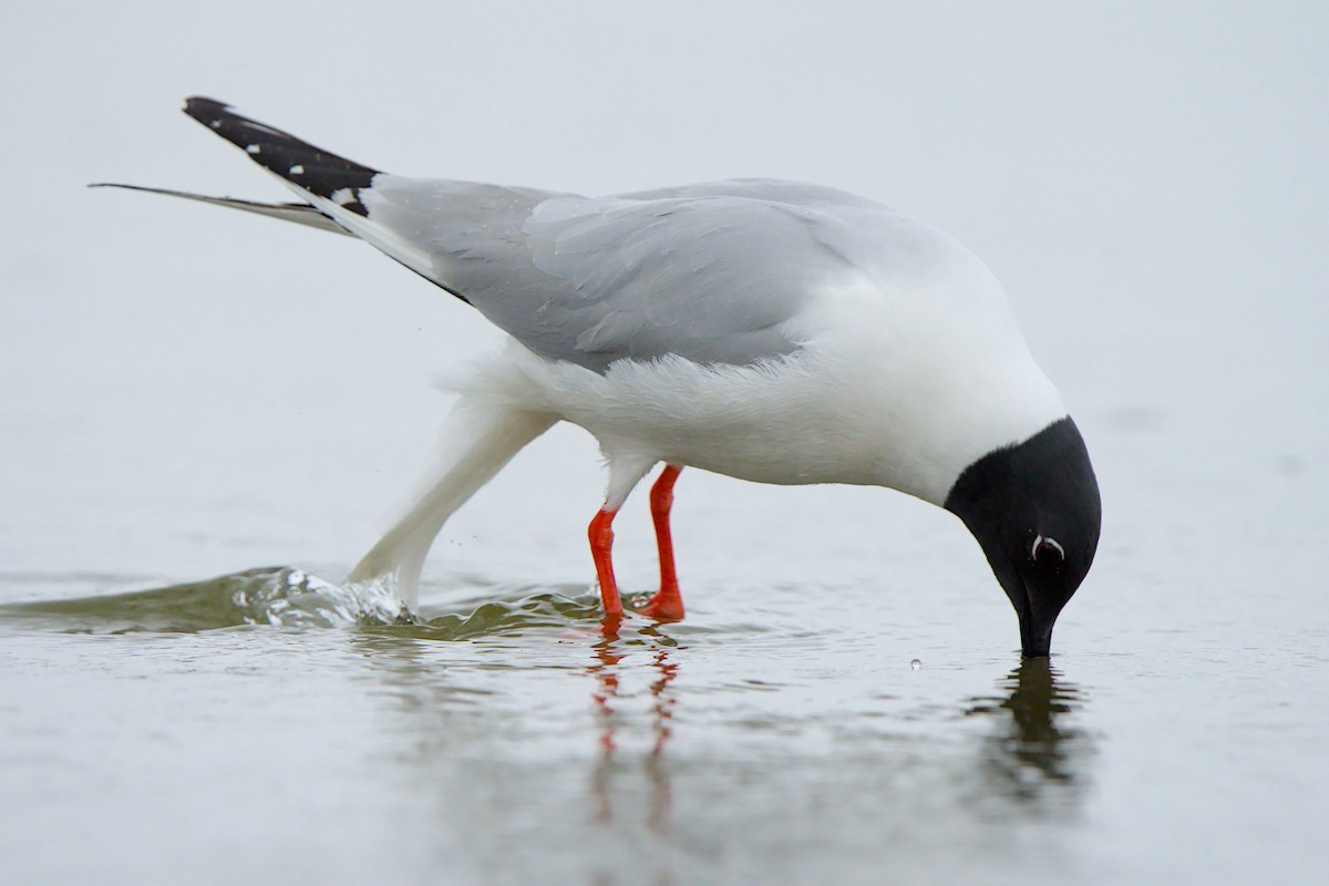 kanadahettemåke - ML658984207