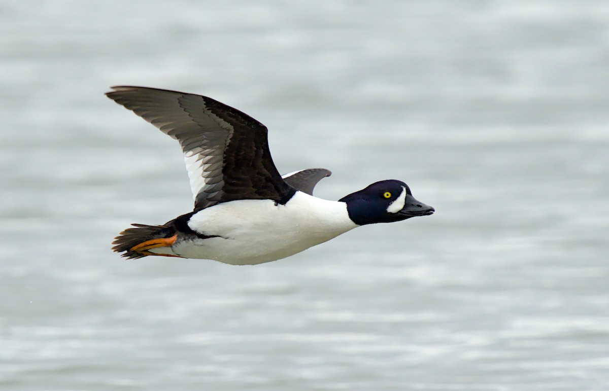 islandsand - ML658984234