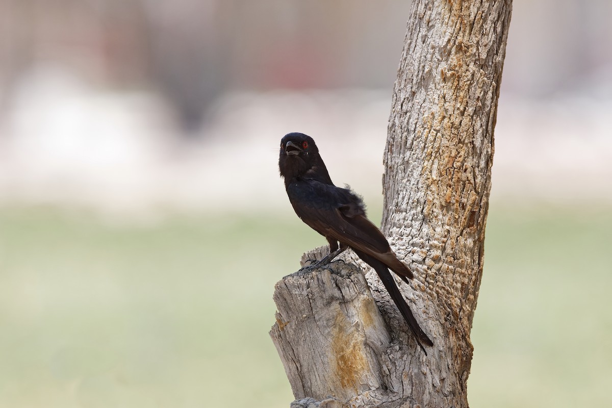 Drongo brillant - ML658984453