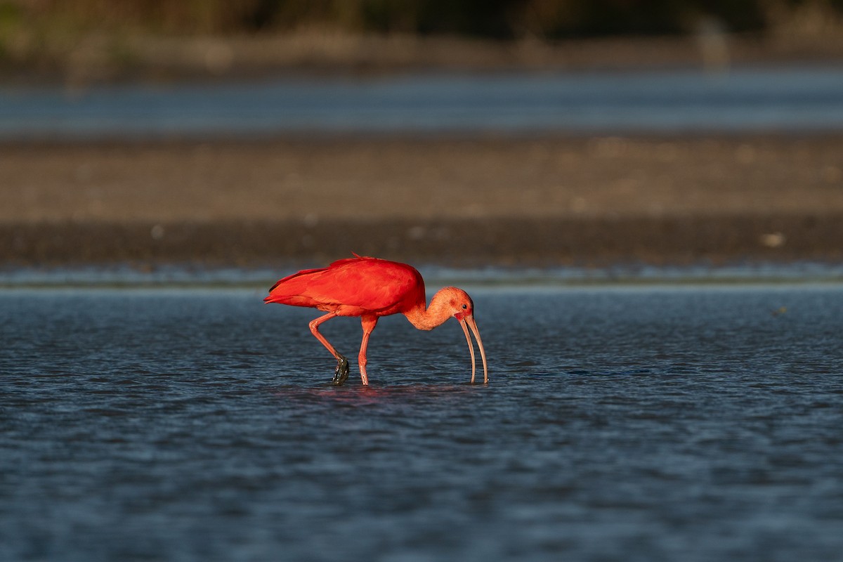 Scarlet Ibis - ML658985203